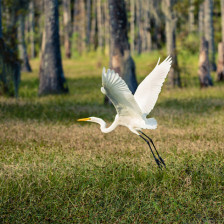 Oiseau prenant son envol au Sam Houston State Park près de Lake Charles, Louisiane